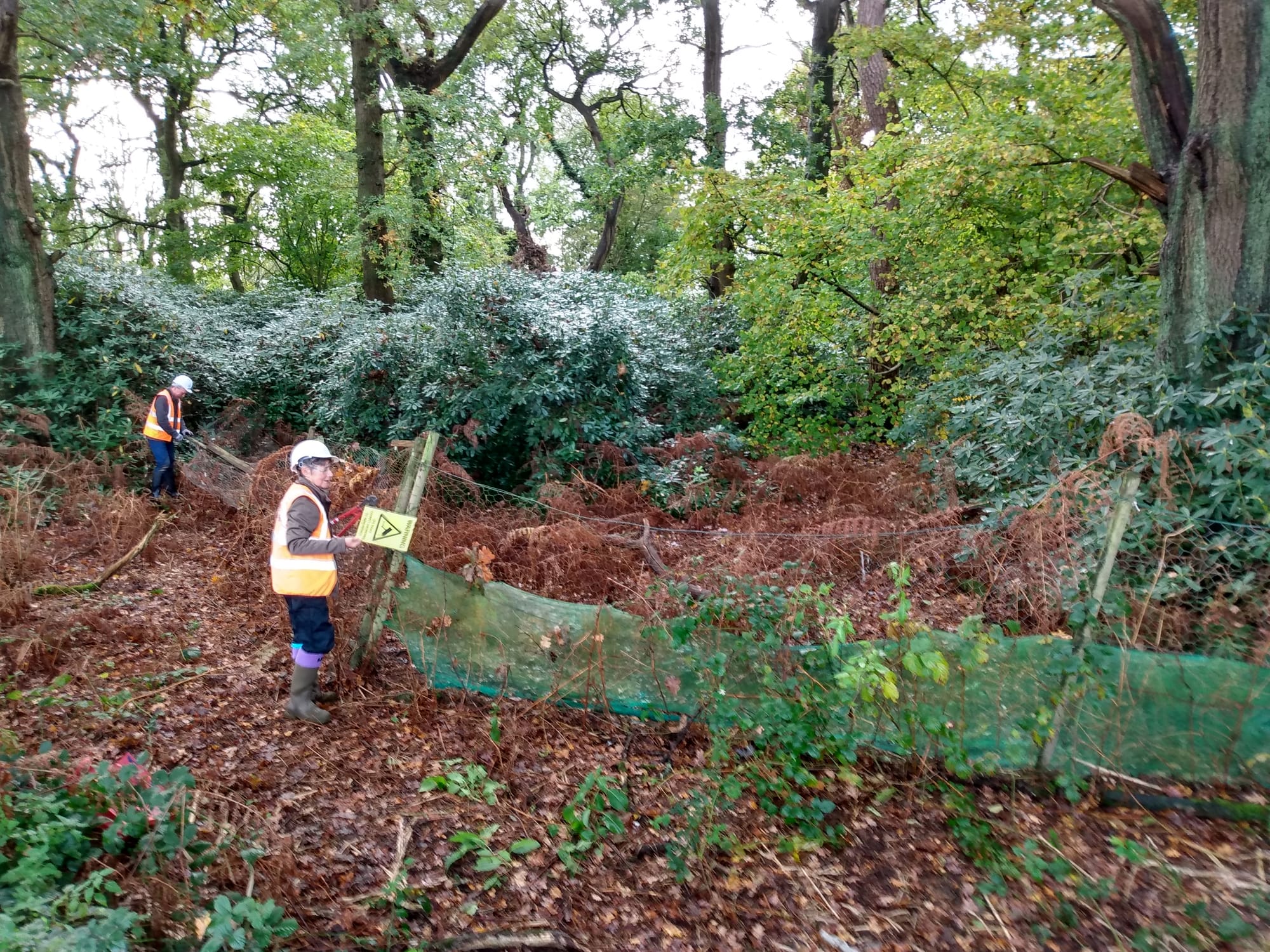 JoJ Rhododendron & pheasant rearing cage work.