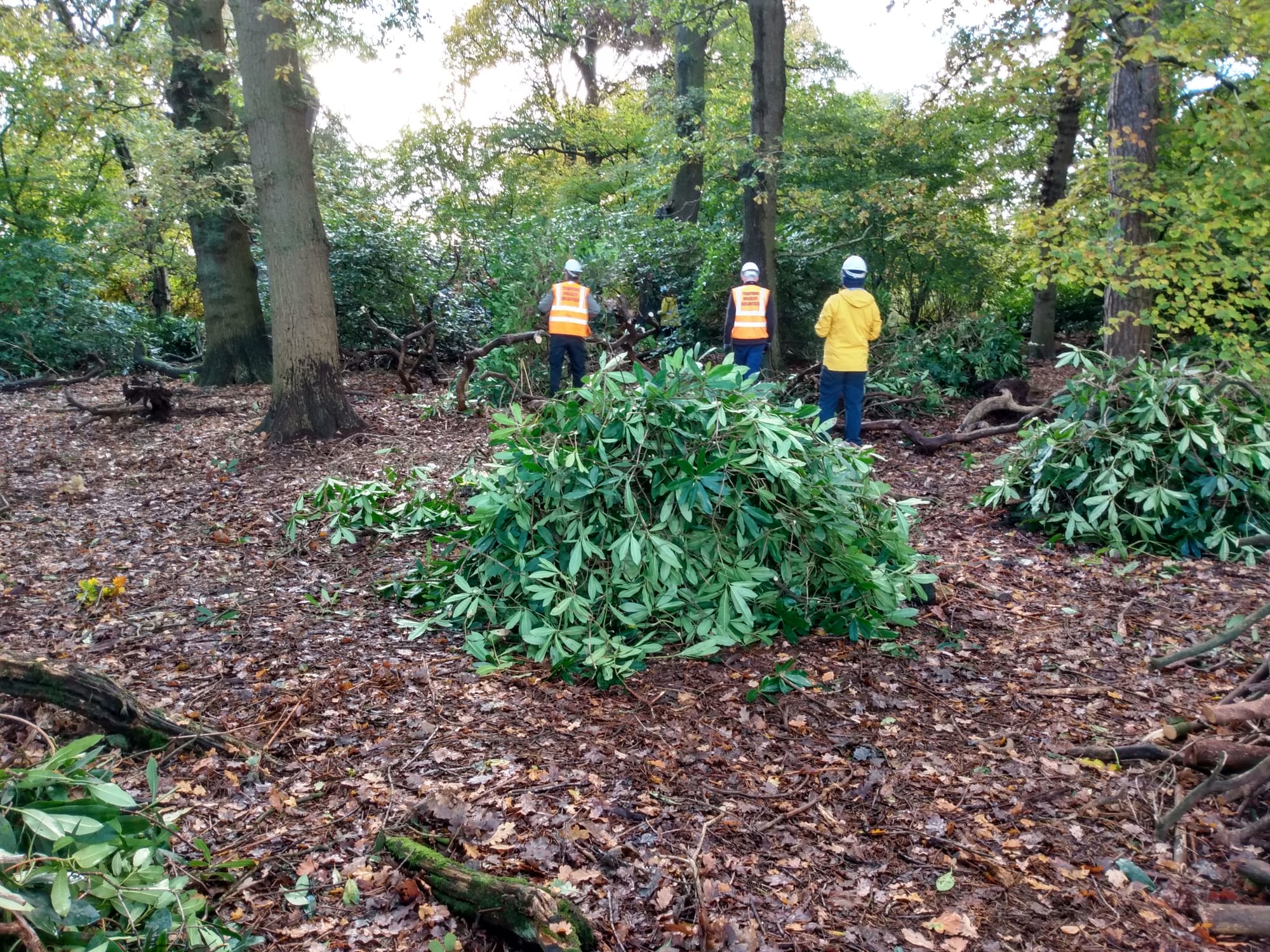 JoJ First stage of rhododendron removal.  10.11.23