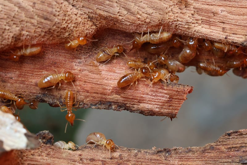 Termites control