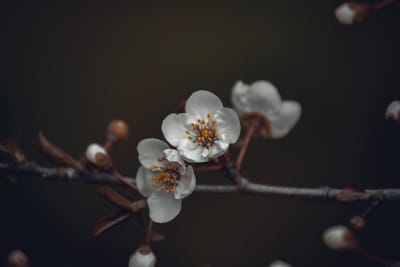A PLUM BLOSSOM BRANCH – ZEN MASTER MAN GIAC