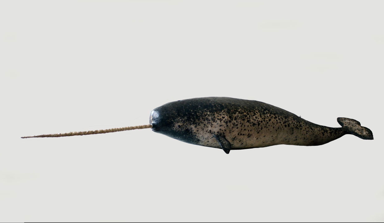 NARWHAL - Cartón, pasta de cartón 2025 190cm 27cm 46cm