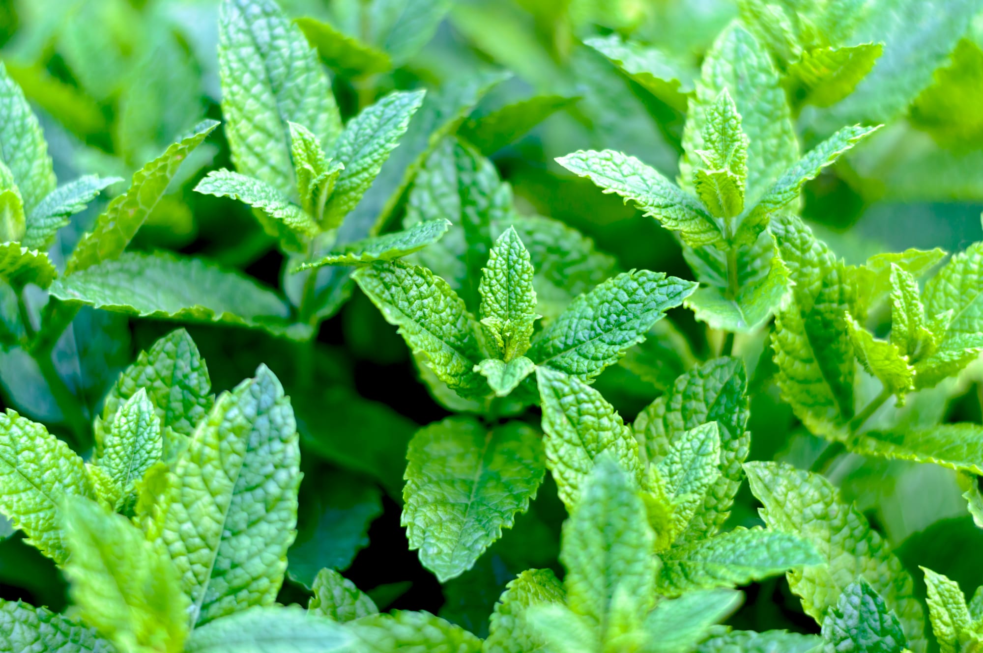 משפחת השפתניים   Lamiaceae