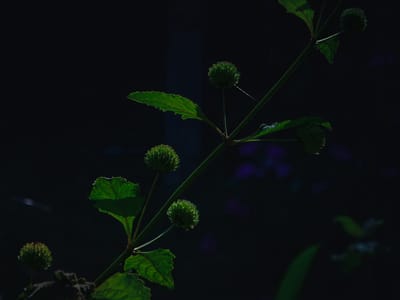 סידריטיס - תרבות יוון הקדומה