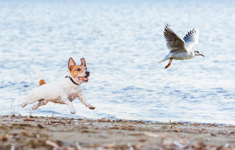 Calendrier de Chasse de Mons en Laonnois