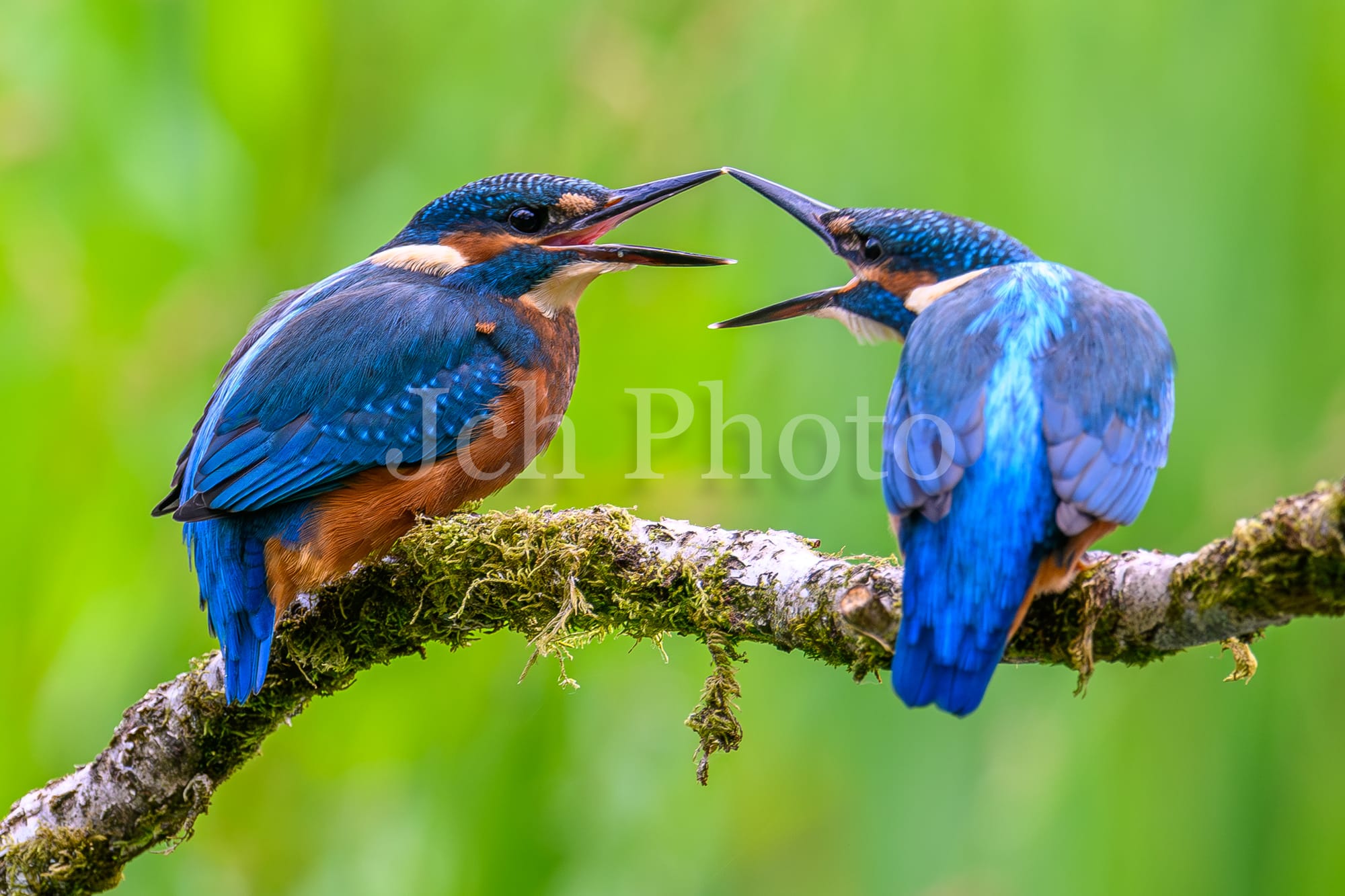 Kingfishers