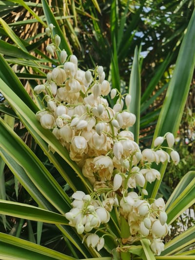 מתכון יוקה לקינוח