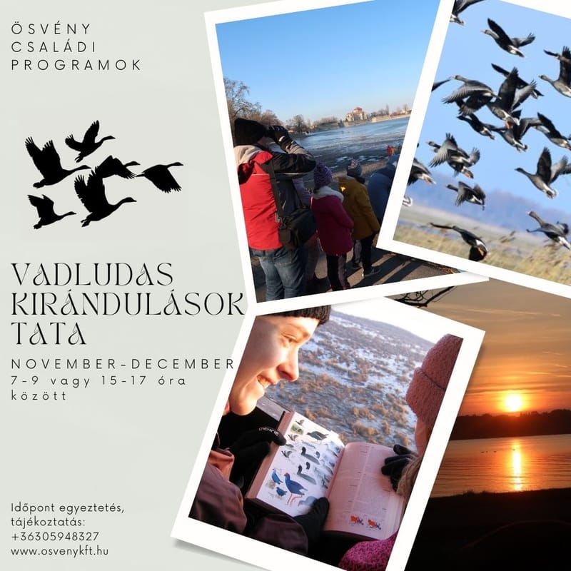 TATAI VADLÚD HETEK - családi madarász kirándulások egyedi időpont egyeztetéssel