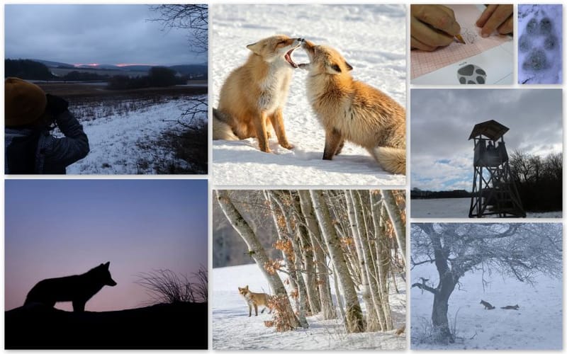 Rókales és koslatás - szakvezetéses kirándulás családoknak, érdeklődőknek