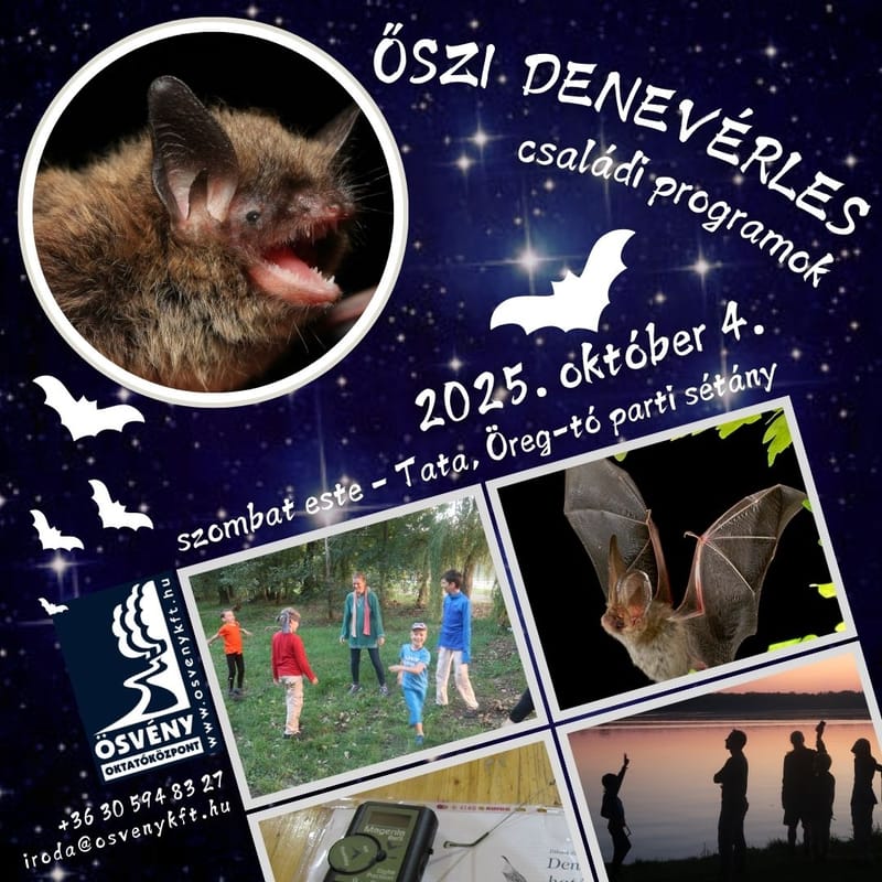 Denevérles és esti séta - ÖSVÉNY Családi Programok