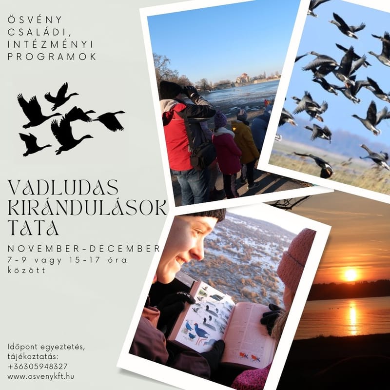 TATAI VADLÚD HETEK - madármegfigyelési programok intézményi csoportoknak