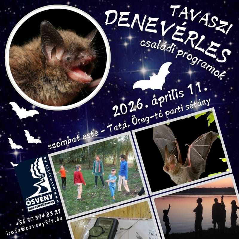 Denevérles és esti séta - ÖSVÉNY Családi Programok