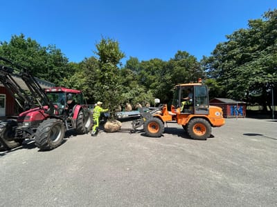 🌳 Aus Asphalt wird langsam ein kleiner Wald… 🌳