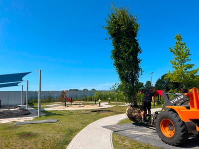 Sieben neue Rotbuchen für Edewechts Kinder 🌳