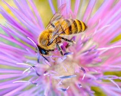 Focusing als Antidot gegen Gewalt