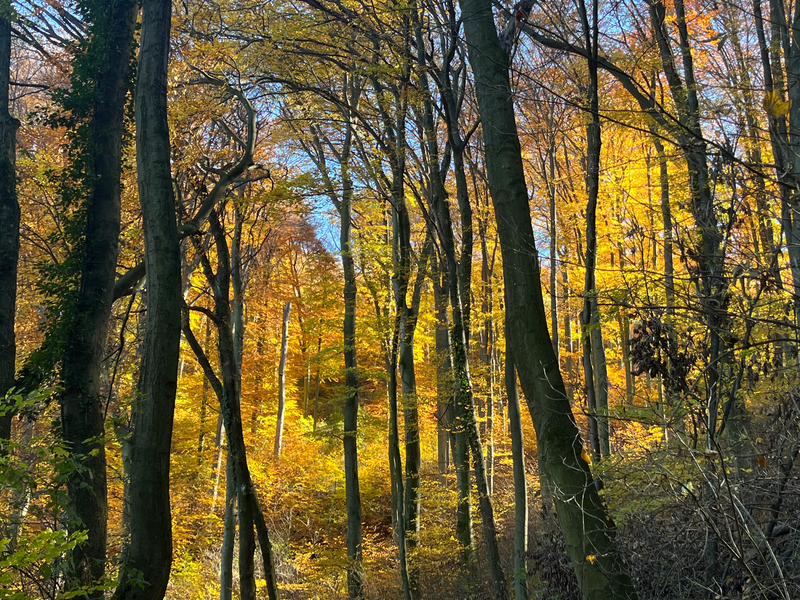 International Focusing Conference, Vienna 2026