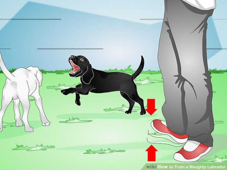 Image titled Train a Naughty Labrador Step 12