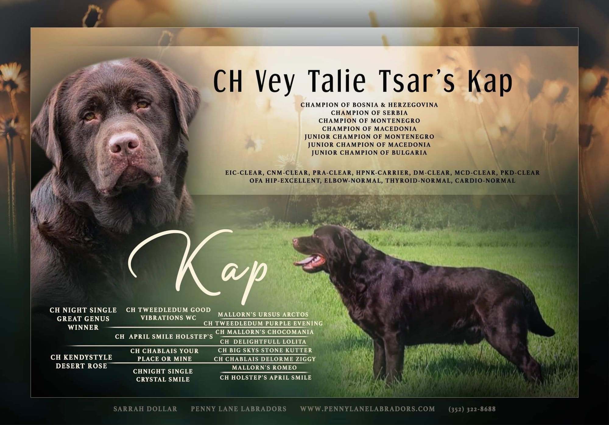 CH Vey Talie Tsar'z Kap