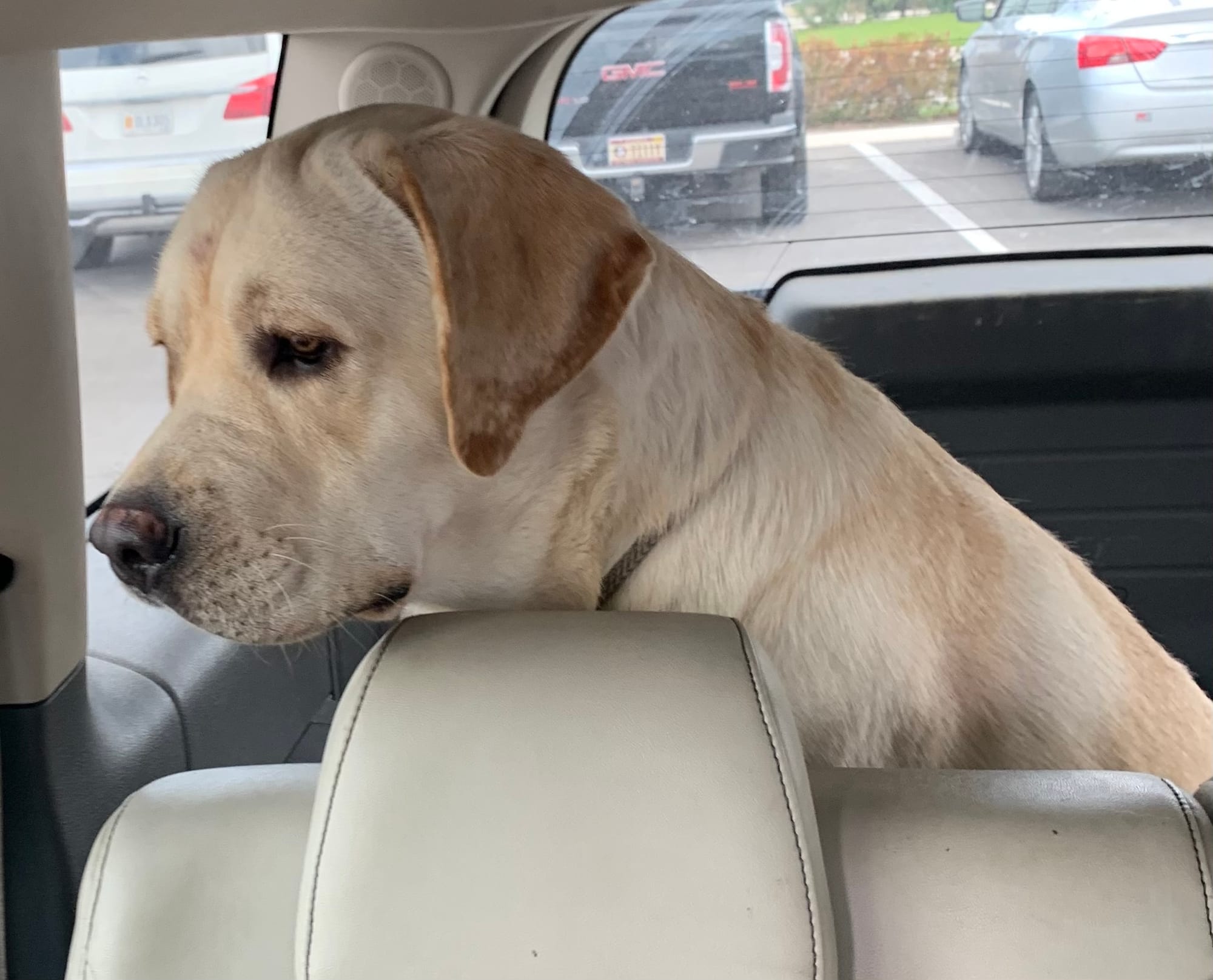 Penny Lane’s Frederick The Peaceful Ruler