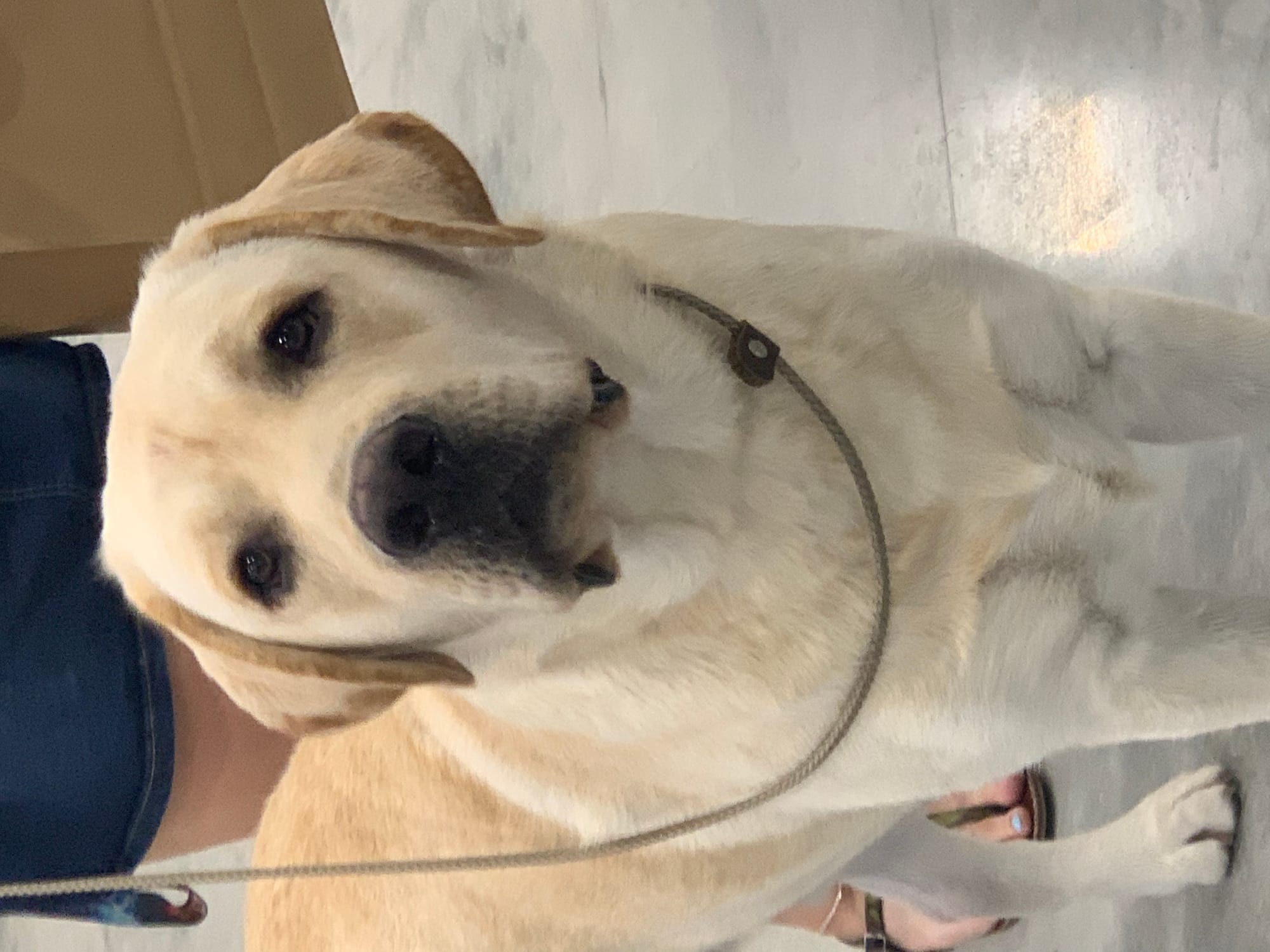 Penny Lane’s Frederick The Peaceful Ruler