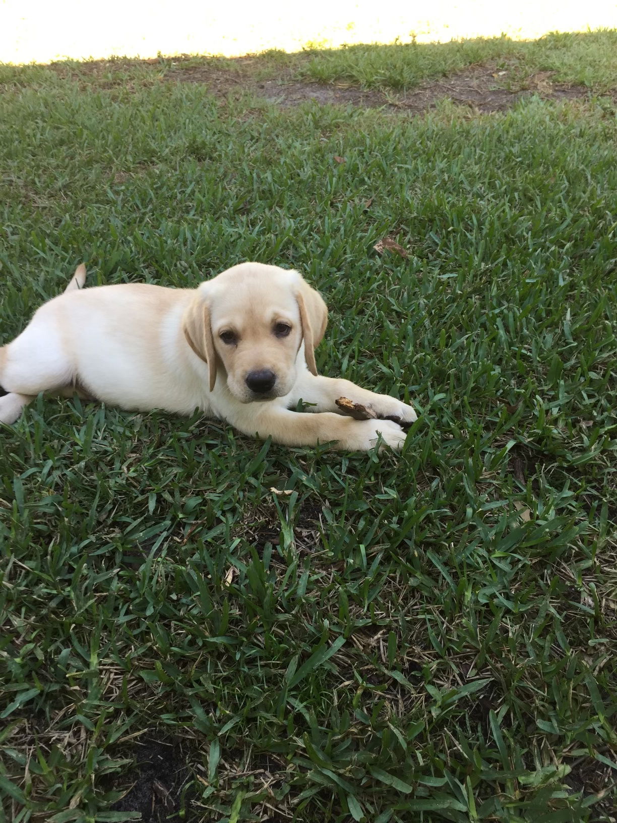 Penny Lane’s Frederick The Peaceful Ruler