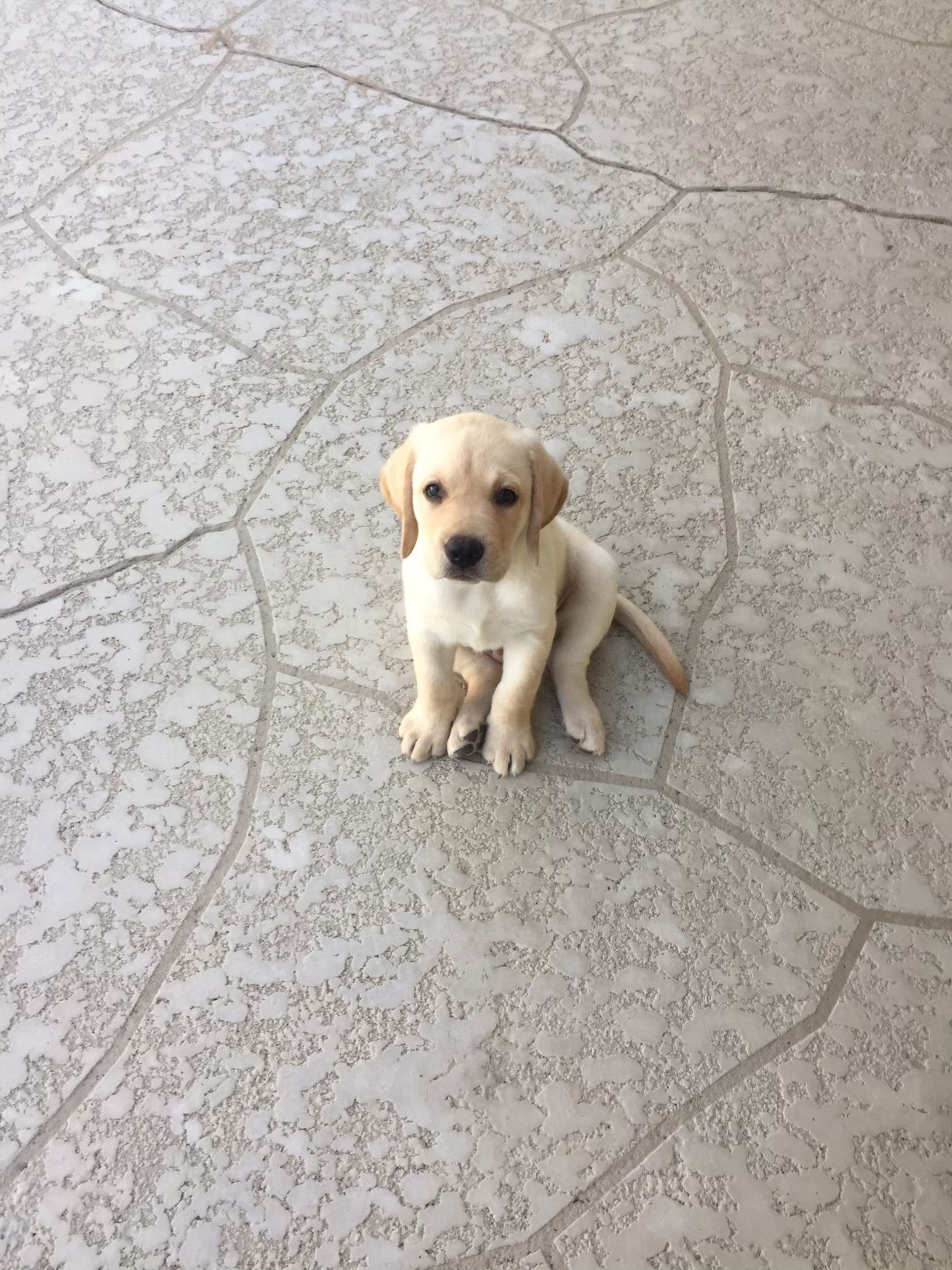 Penny Lane’s Frederick The Peaceful Ruler