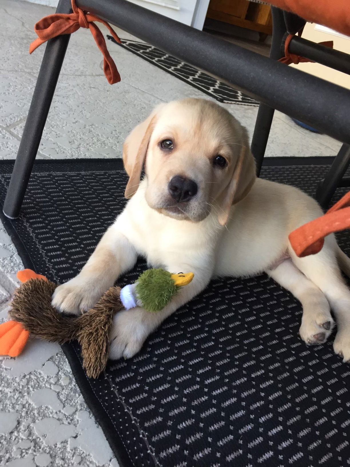 Penny Lane’s Frederick The Peaceful Ruler