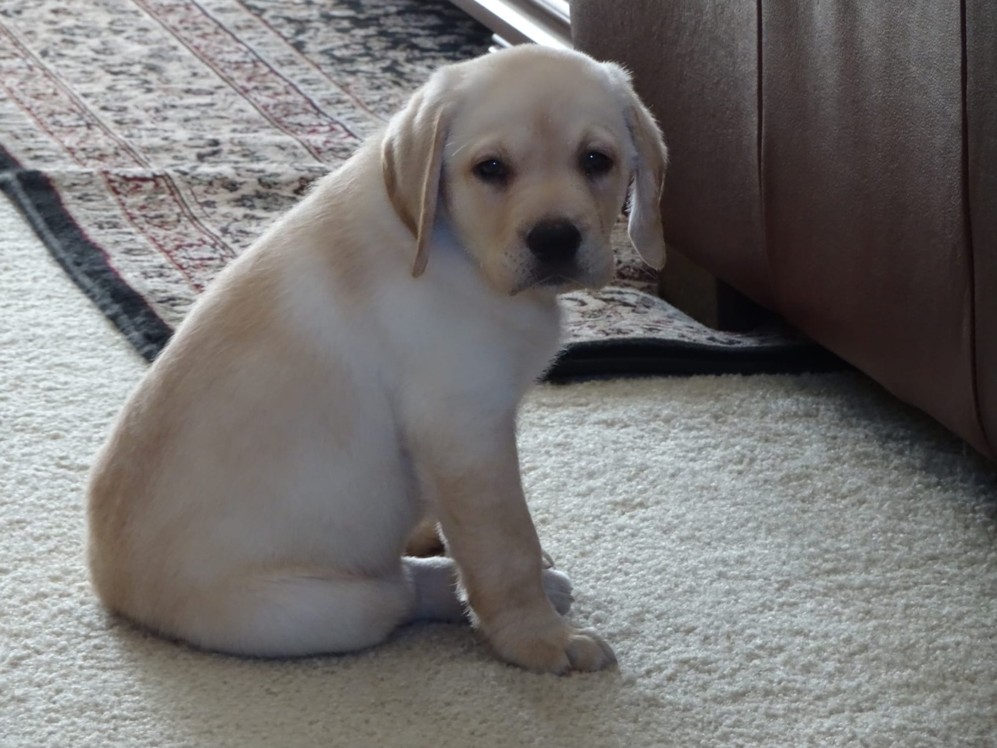 Penny Lane’s Frederick The Peaceful Ruler