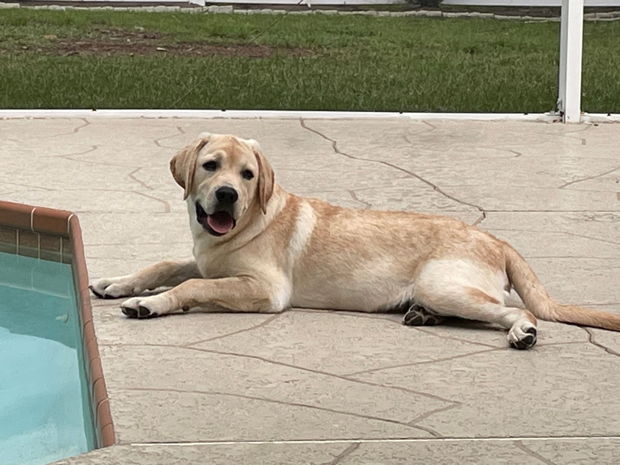 Penny Lane’s Frederick The Peaceful Ruler