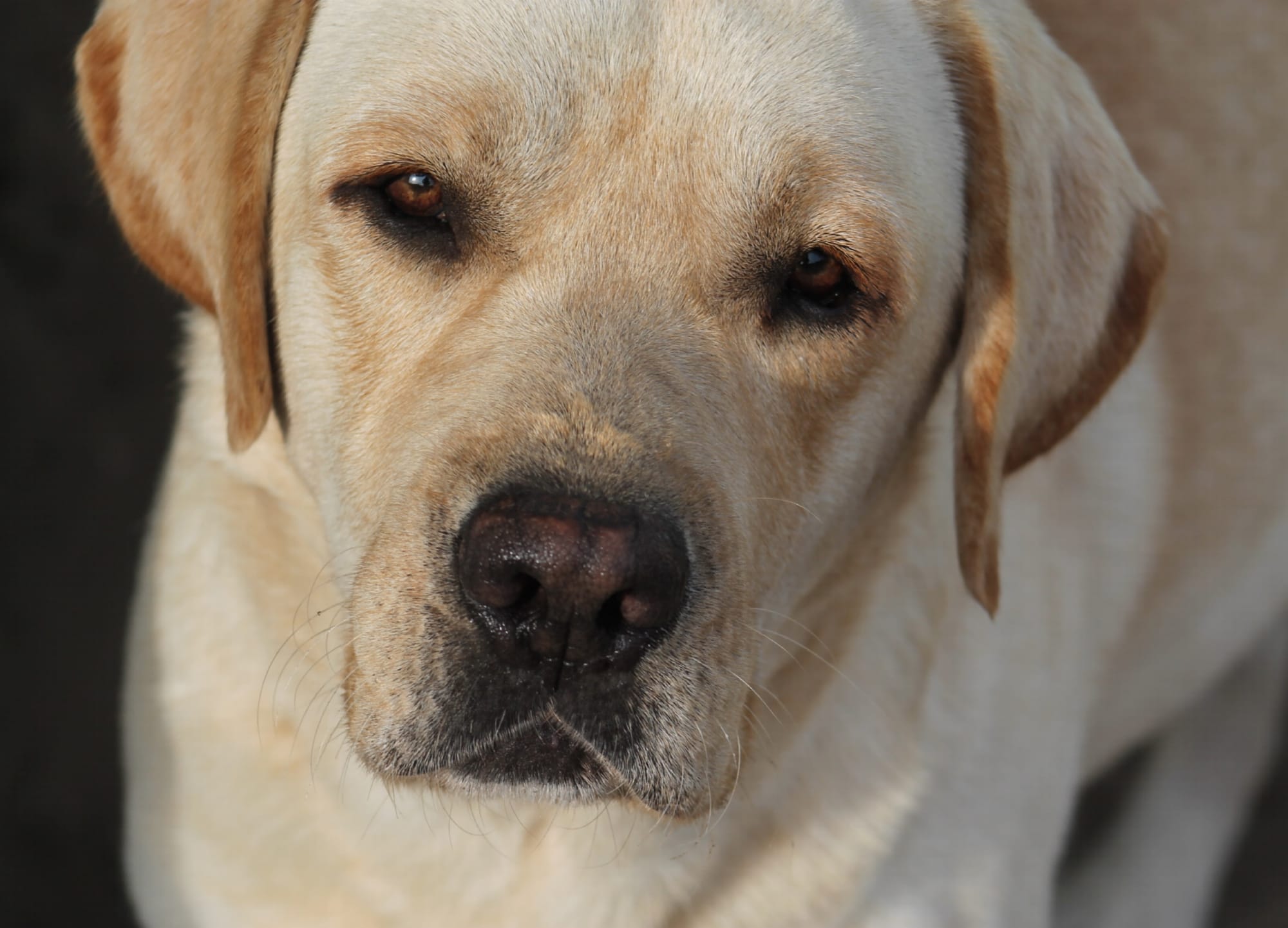 Penny Lane’s Frederick The Peaceful Ruler