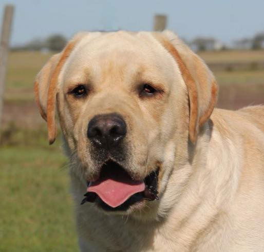 Penny Lane’s Frederick The Peaceful Ruler