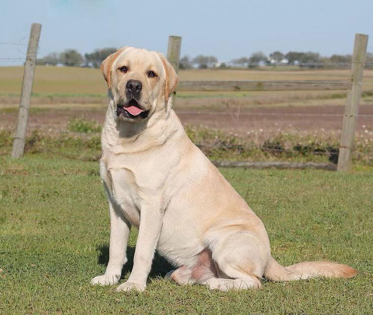 Penny Lane’s Frederick The Peaceful Ruler