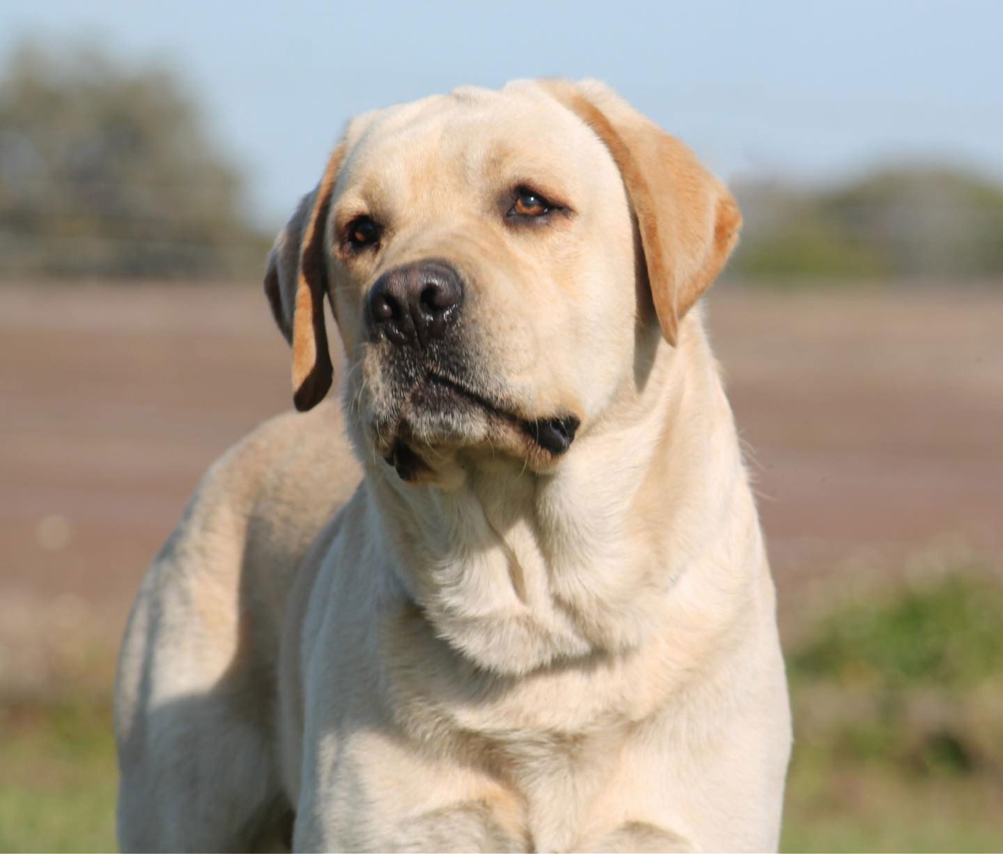 Penny Lane’s Frederick The Peaceful Ruler