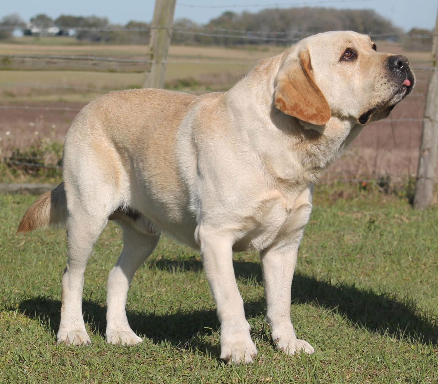 Penny Lane’s Frederick The Peaceful Ruler