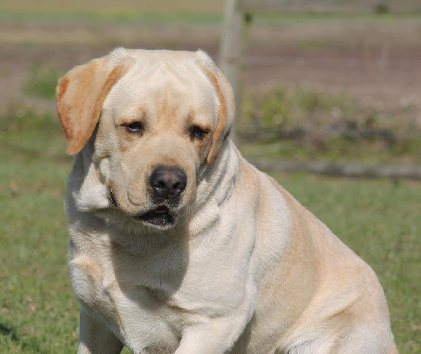 Penny Lane’s Frederick The Peaceful Ruler