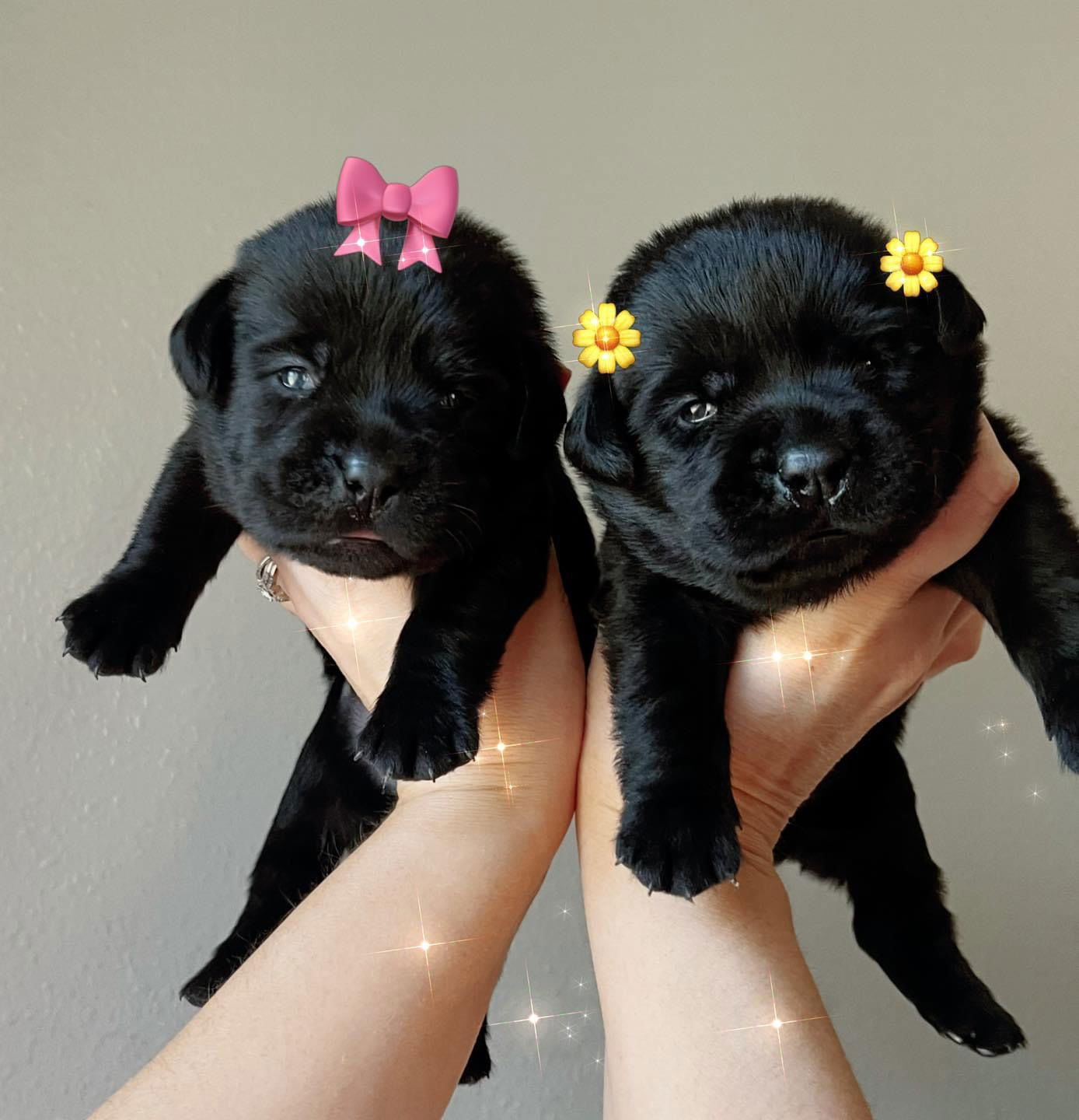 Fred Puppies 