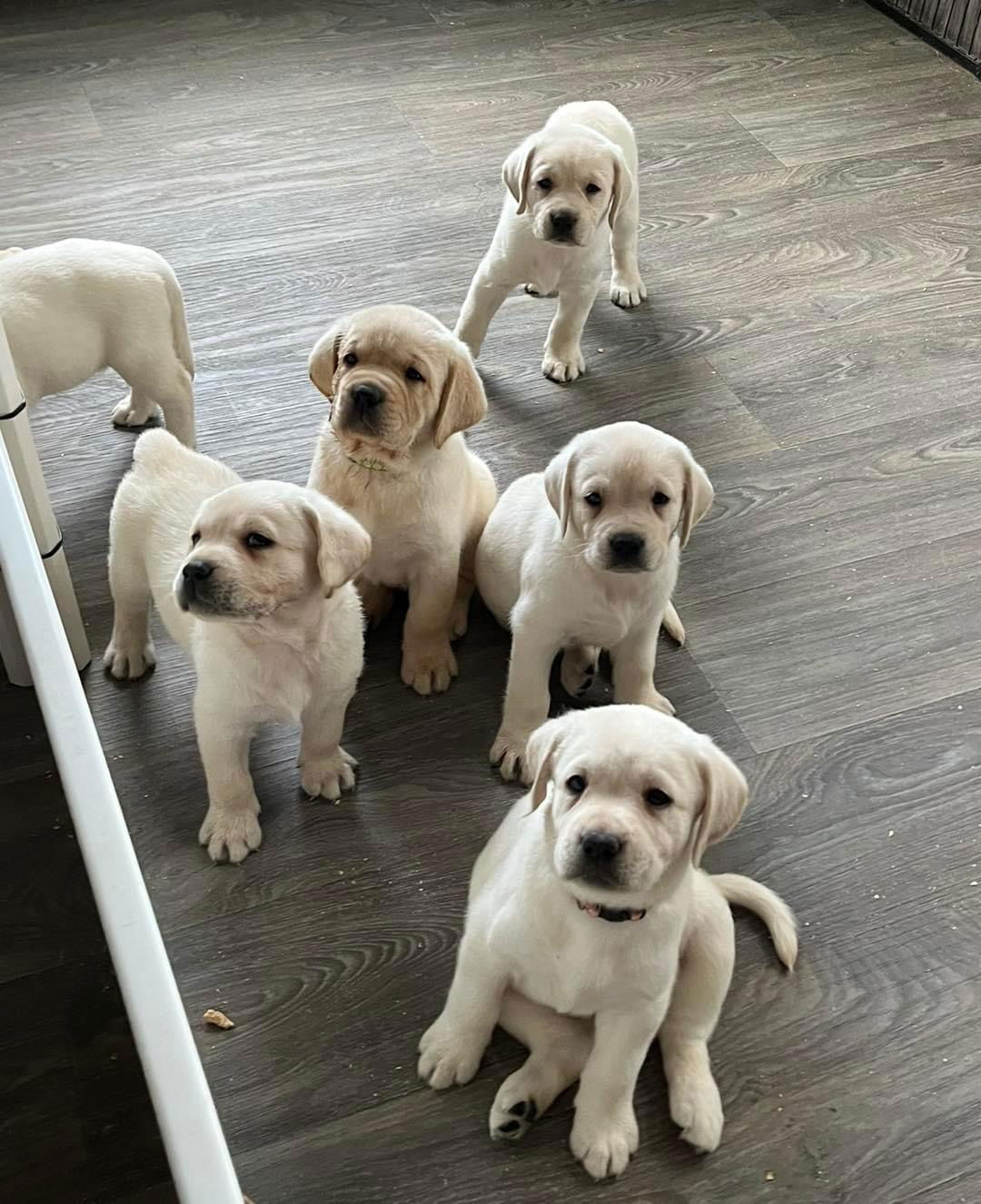 Fred Puppies 