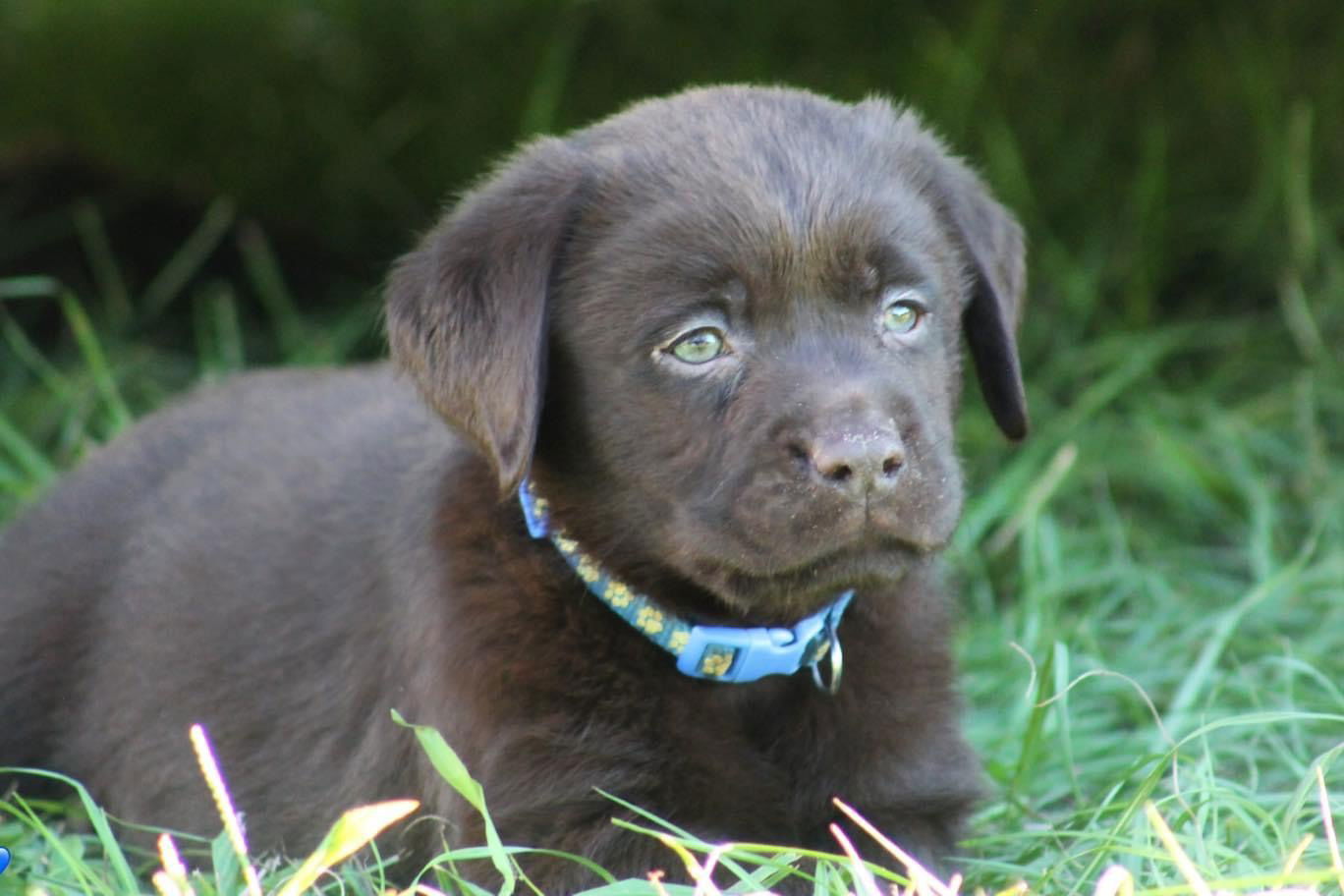Pictures of past Kap babies