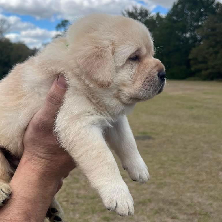 Some of Sheba’s sweet puppies 