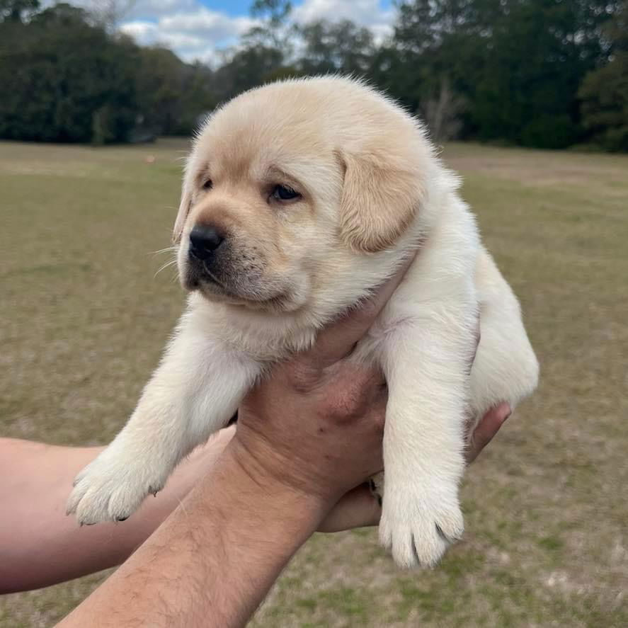 Some of Sheba’s sweet puppies 