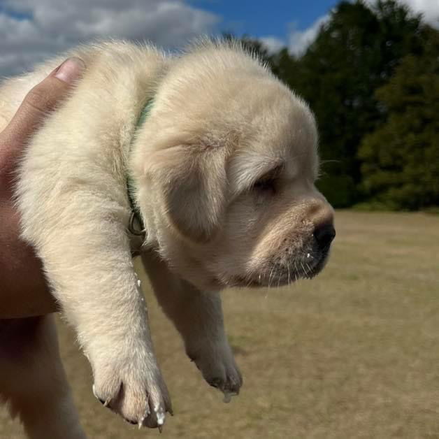 Some of Sheba’s sweet puppies 
