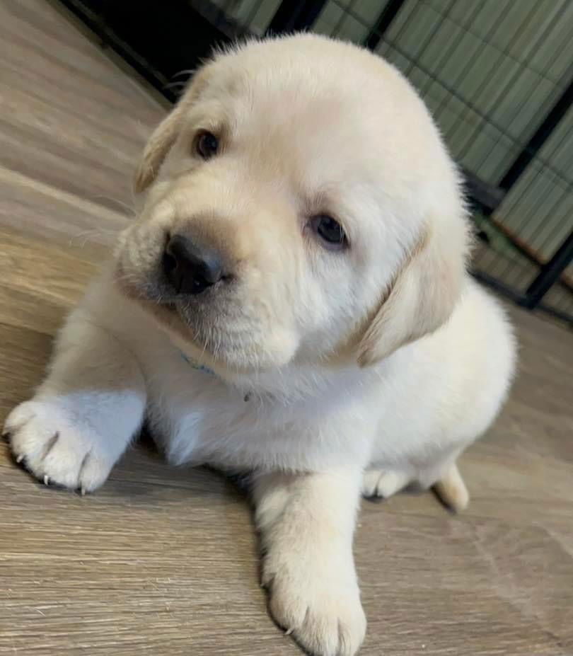 Some of Sheba’s sweet puppies 