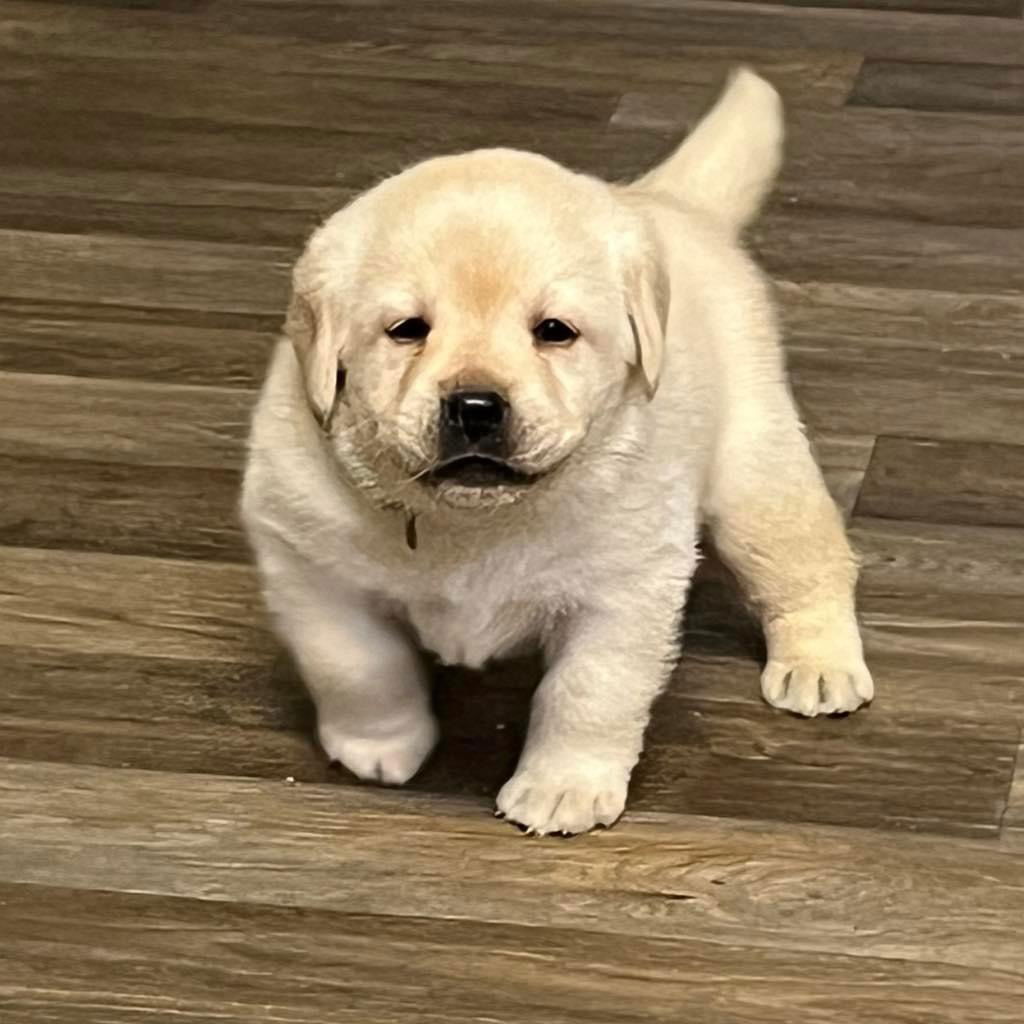 Some of Sheba’s sweet puppies 