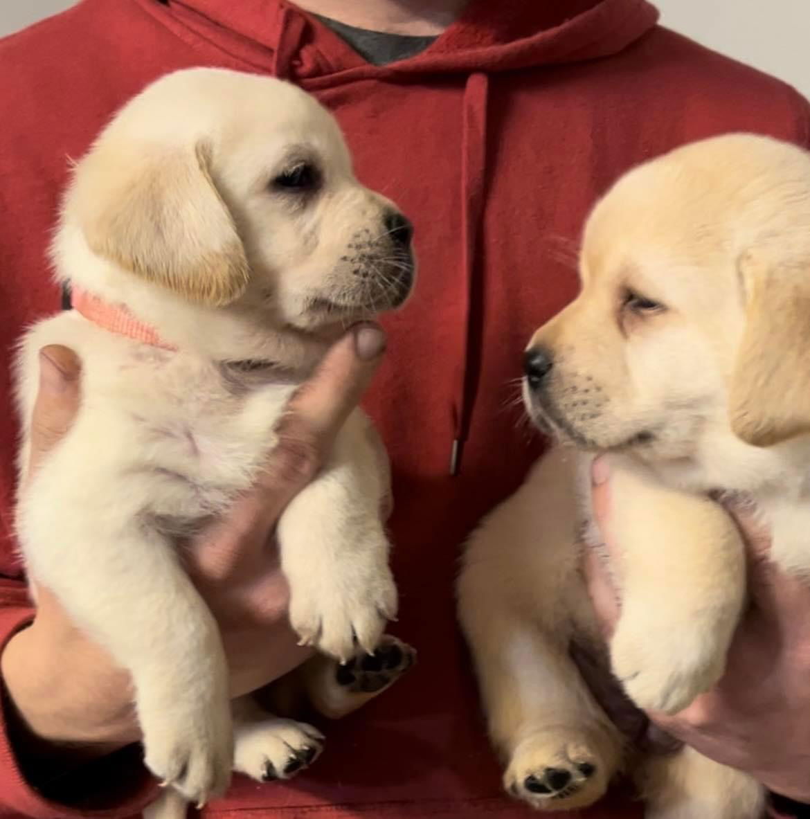 Some of Sheba’s sweet puppies 