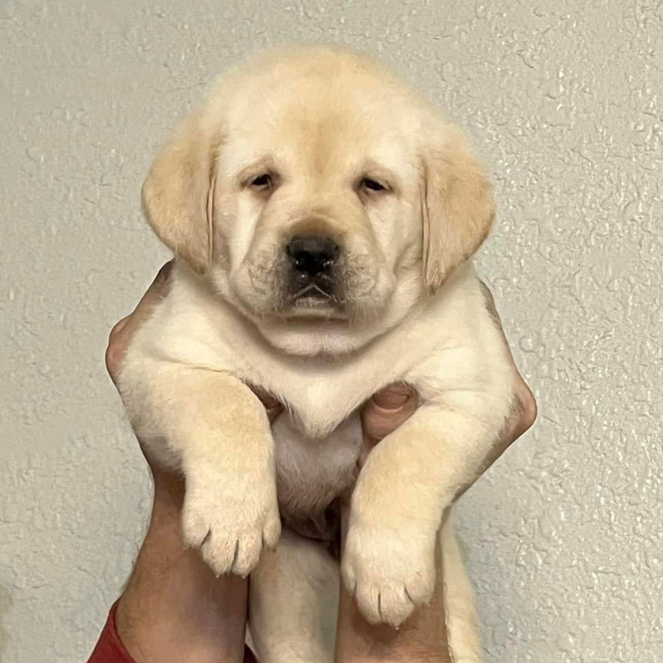 Some of Sheba’s sweet puppies 