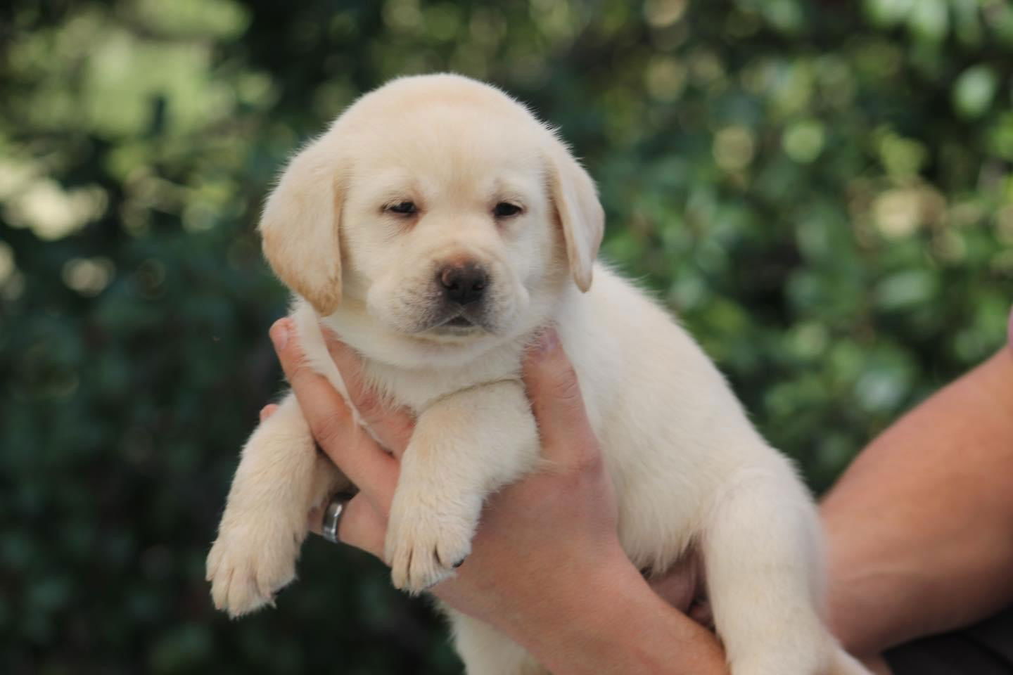 Some of Sheba’s sweet puppies 