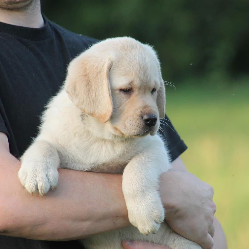 Some of Sheba’s sweet puppies 