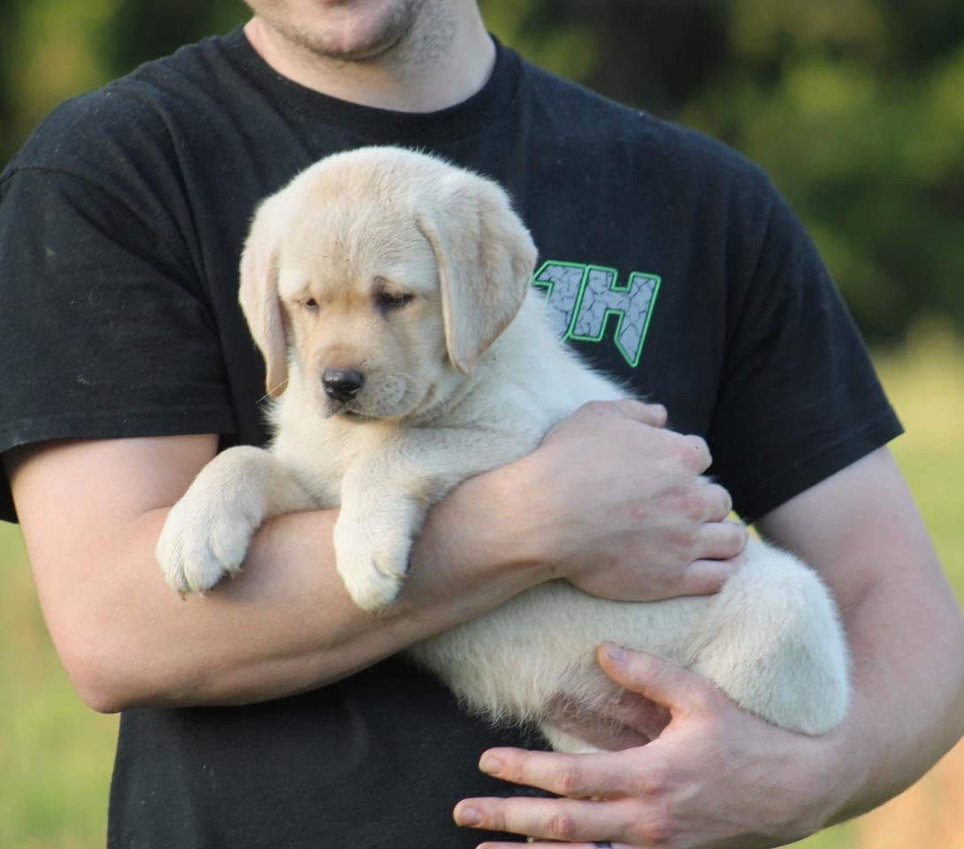 Some of Sheba’s sweet puppies 