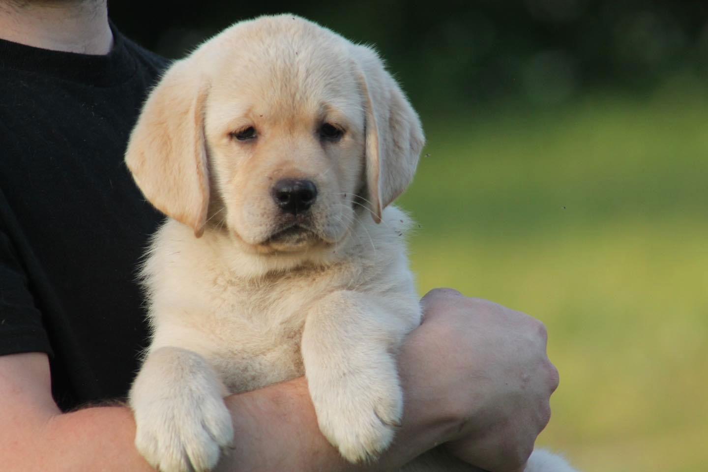 Some of Sheba’s sweet puppies 