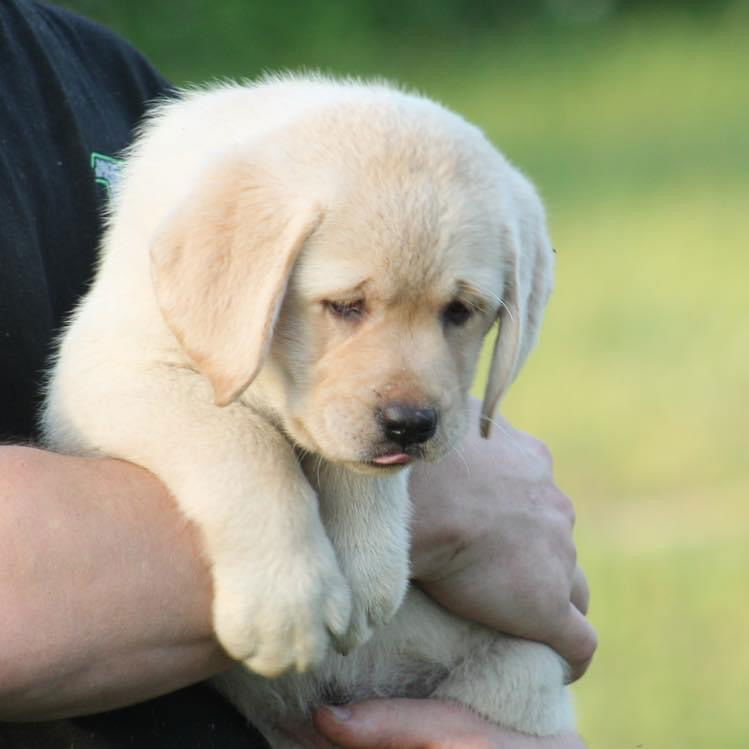 Some of Sheba’s sweet puppies 