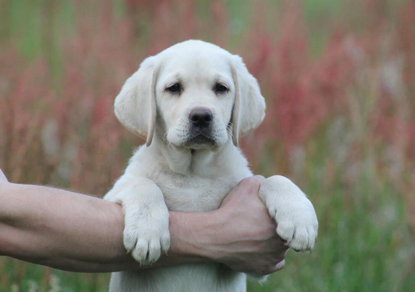 Some of Sheba’s sweet puppies 